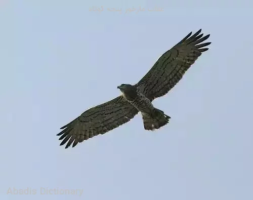 عقاب مارخور پنجه کوتاه